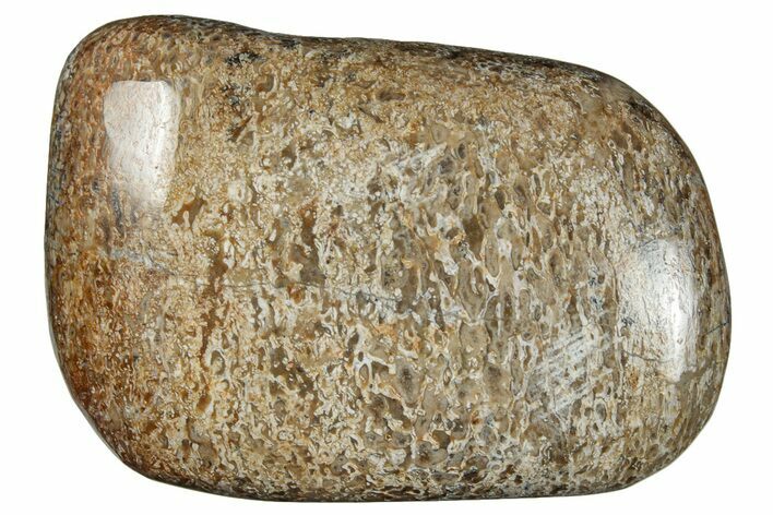 Polished Dinosaur Bone (Gembone) - Morocco #260624